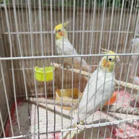 عروس هلندی