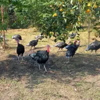 فروشی|حیوانات مزرعه|حویق, |دیوار