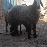 برو نر و ماده  بختیاری و افشاری|حیوانات مزرعه|قوچان, |دیوار