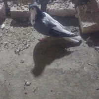 دم سفید،چپ|پرنده|تربت‌حیدریه, اندیشه|دیوار