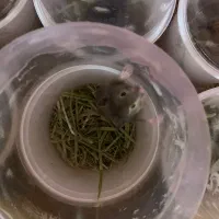 همستر|موش و خرگوش|نجف‌آباد, گلبهار|دیوار