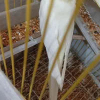 عروس هلندی دوعدد