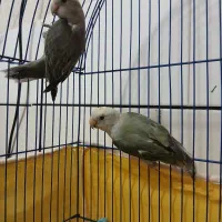 کوتوله دستی|پرنده|مبارکه, |دیوار