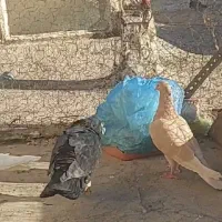 یه جفت حمال