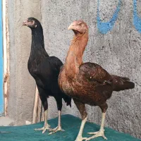 مرغ لاری|حیوانات مزرعه|مشهد, نوده|دیوار