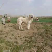 سگ مخصوص گله