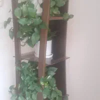 استند چوبی سالم