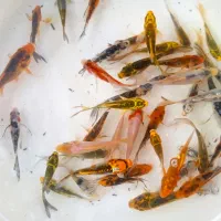 ماهی زینتی کوی|ماهی|دزفول, |دیوار