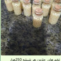 حلزون تراپی برای پوست|خزنده|قم, قلعه کامکار|دیوار