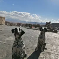 dalmatian-dog|سگ|تهران, گیشا|دیوار