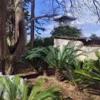 فروش سیکاس ۱۵ ساله|گل و گیاه طبیعی|نوشهر, |دیوار