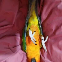 طوطی خورشیدی