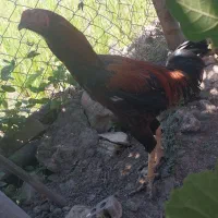 خروس لاری اصل افغان