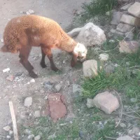 یک دونه بره نربه فروش میرسد