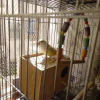 تعویض طوطی برزیلی با یکجفت مرغ عشق بالق