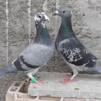 کبوتر مسافتی جی پی اس دار