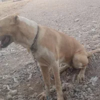 کچ دل خراسانی|سگ|کاخک, |دیوار