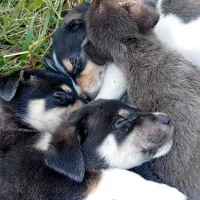 حیوانات خانگی|سگ|تهران, صادقیه|دیوار