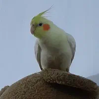 عروس هلندی گم شده