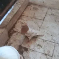 کله زرد|پرنده|اسفراین, |دیوار