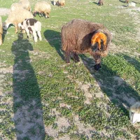 یک‌راس‌قوچ‌‌بختیاری‌کال