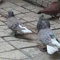 هفترنگ دمسفید کاکلی جفتگاه