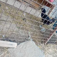 مرغ و خروس|حیوانات مزرعه|قشم, |دیوار