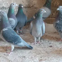 کبوتر مسافتی خون خالص هامون ثمر