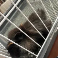 خوکچه هندی|موش و خرگوش|اصفهان, ارغوانیه|دیوار