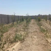 باغ باغچه سند تک برگ