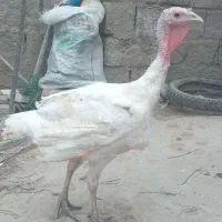 بوقلمون