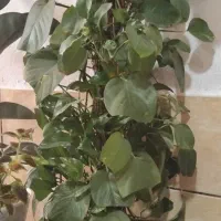 گل پتوس بلند با چوب|گل و گیاه طبیعی|شیراز, شهرک گلها|دیوار