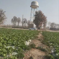 ۷۰۰۰ متر کاهو سالادی|گل و گیاه طبیعی|جوادآباد, |دیوار