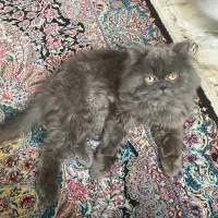 گربه پرشین بلو