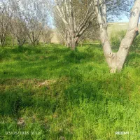 اجاره-باغ-نزدیک-شهر-25من