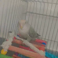 طوطی برزیلی رو تخم|پرنده|دوگنبدان, |دیوار