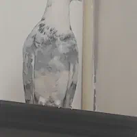 کبوتر