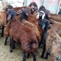 20 راس بره ماده درجه یک