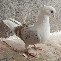 کبوتر خوشونه دوکت سرور...