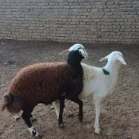 بره قوچ نژاد برتر|حیوانات مزرعه|بیرانوند, |دیوار