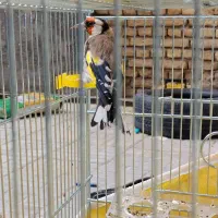 سهره شرور دستی