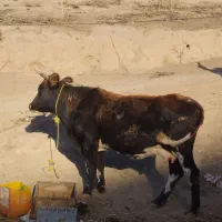 گاو آبستن 8ماه