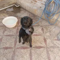 سگ پشمالو|سگ|دزفول, |دیوار