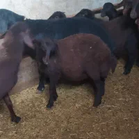 قوچ میش بره قره قزل بز گوسفند سگ گله گاو|حیوانات مزرعه|رزن, |دیوار