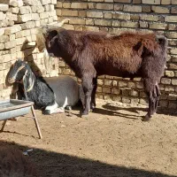 کود حیوانی گونی شده و فله