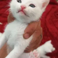 ۶ عدد پرشین کت