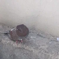 کبوتر|پرنده|سمنان, |دیوار