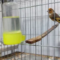 سهره قناری|پرنده|بانه, |دیوار