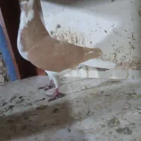 کبوتر رنگی پرنده|حیوانات|قزوین, |دیوار