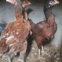 تخم نطفه دار لاری